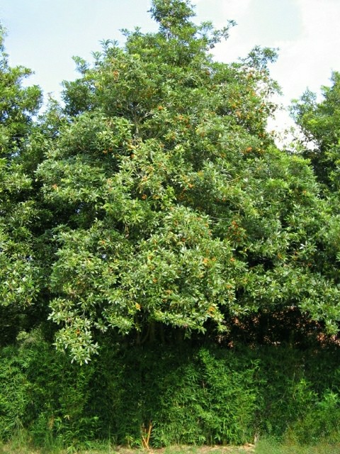 Jazmín del cabo, Laurel Huesito - Vista 4